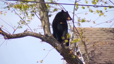 Polícia resgata urso preso numa árvore em Nova Iorque 