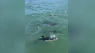 Golfinhos voltam a ser avistados no Tejo