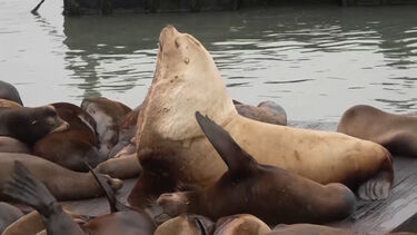 Leão-marinho gigante invade cais e vira estrela em São Francisco