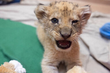 Patinhas pequenas, rugidos 'grandinhos': Conheça o filhote de leão do Zoo Knoxville