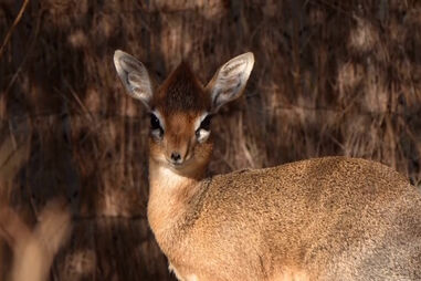 Zoo celebra nascimento de uma das mais pequenas antílopes do mundo