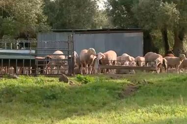 Atividade agropecuária sofre com o aumento de preços devido ao conflito no Médio Oriente