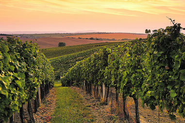 Já houve um tempo em que as vinhas portuguesas recebiam de braços abertos as castas que vinham de fora. 