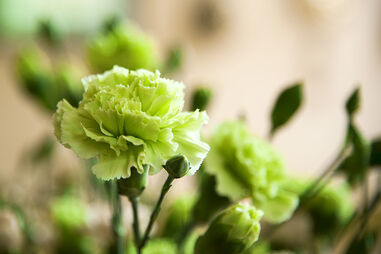 Cravos verdes