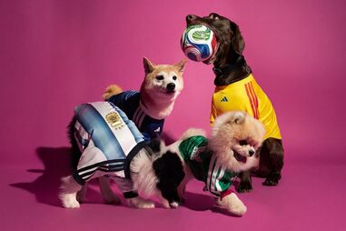 Neste Mundial, todos vão estar vestidos a rigor. Até os patudos aí em casa!