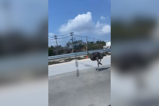 Avestruz escapa de café e coloca-se em fuga em autoestrada. Foi apanhada 15 quilómetros depois