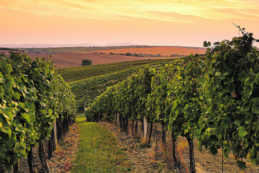 Já houve um tempo em que as vinhas portuguesas recebiam de braços abertos as castas que vinham de fora. 