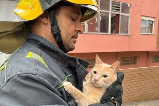 Bombeiro resgata gato em Gondomar, Portugal
