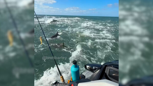 Pescador fica cercado por tubarões nos EUA  