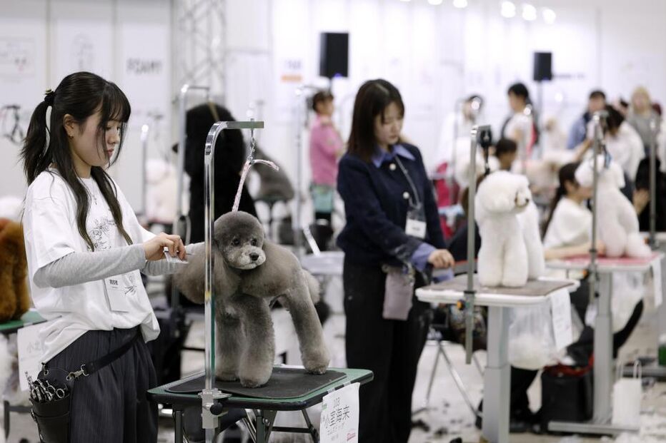 Tosquiador corta pelo a animal de estimação na feira de animais que ocorre no Japão 