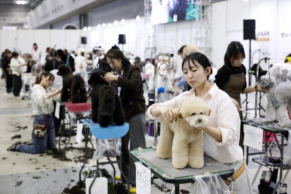 Tosquiador corta pelo a animal de estimação na feira de animais que ocorre no Japão 