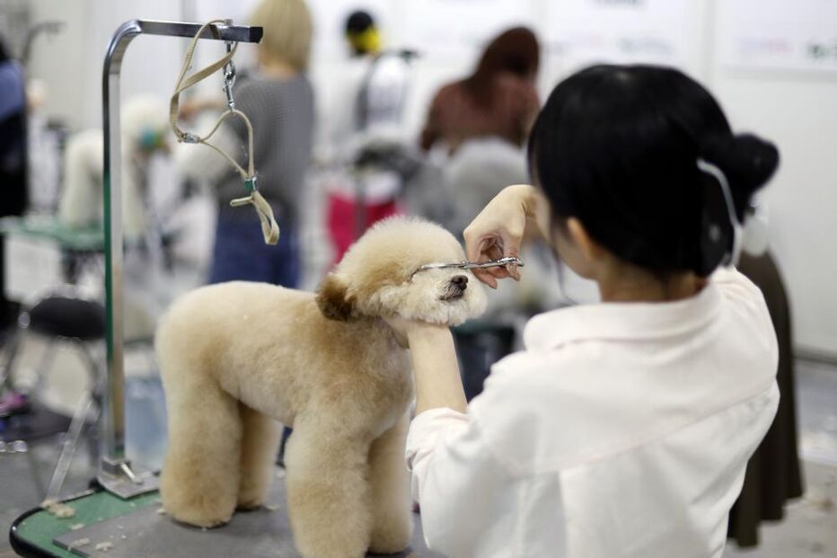 Tosquiador corta pelo a animal de estimação na feira de animais que ocorre no Japão 