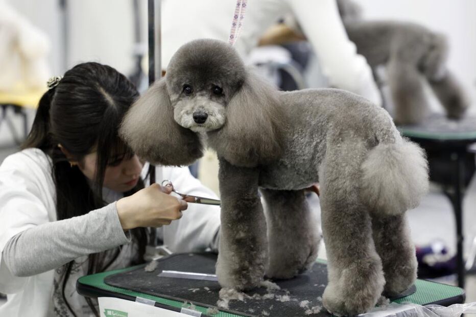 Tosquiador corta pelo a animal de estimação na feira de animais que ocorre no Japão 