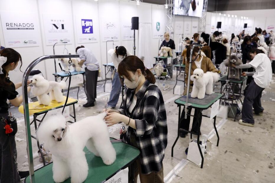 Tosquiador corta pelo a animal de estimação na feira de animais que ocorre no Japão 