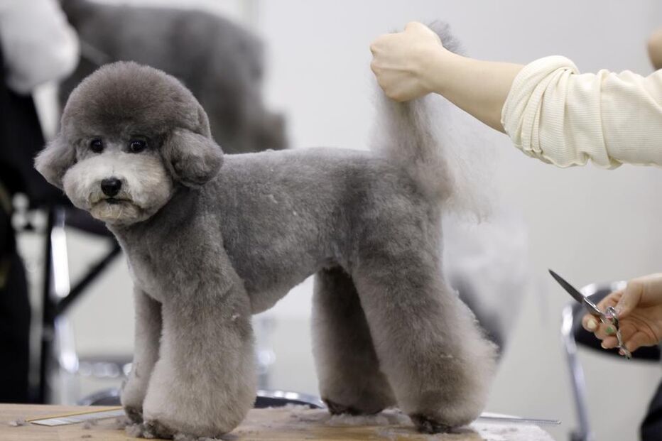 Tosquiador corta pelo a animal de estimação na feira de animais que ocorre no Japão 