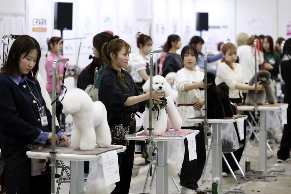 Tosquiador corta pelo a animal de estimação na feira de animais que ocorre no Japão 