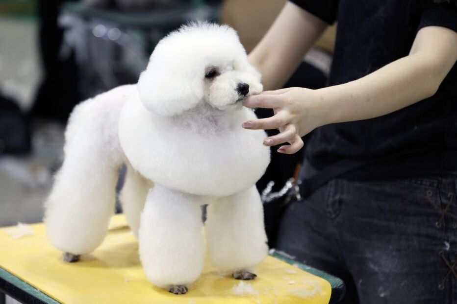 Tosquiador corta pelo a animal de estimação na feira de animais que ocorre no Japão 