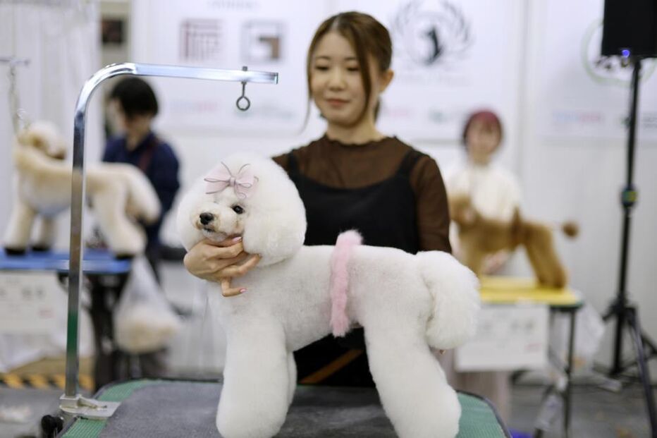 Tosquiador corta pelo a animal de estimação na feira de animais que ocorre no Japão 