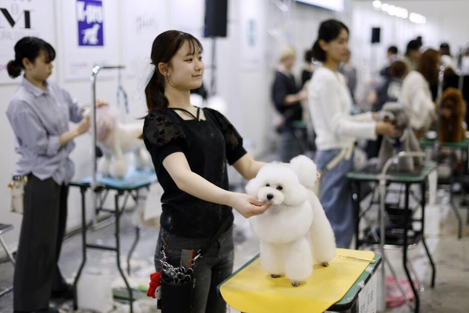 Tosquiador corta pelo a animal de estimação na feira de animais que ocorre no Japão 