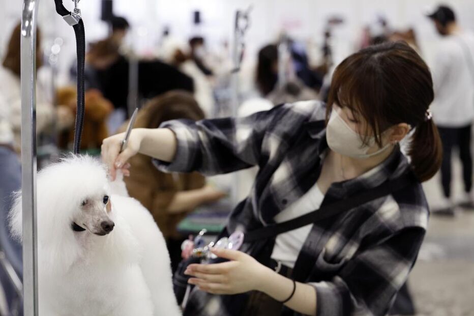 Interpets, Tosquiadores de cães