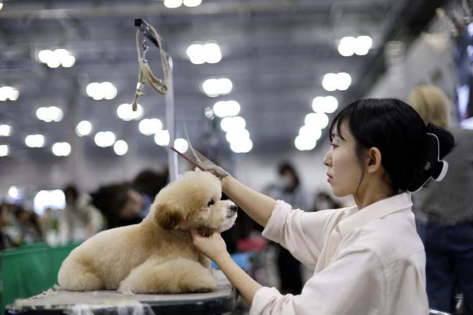 Tosquiador corta pelo a animal de estimação na feira de animais que ocorre no Japão 