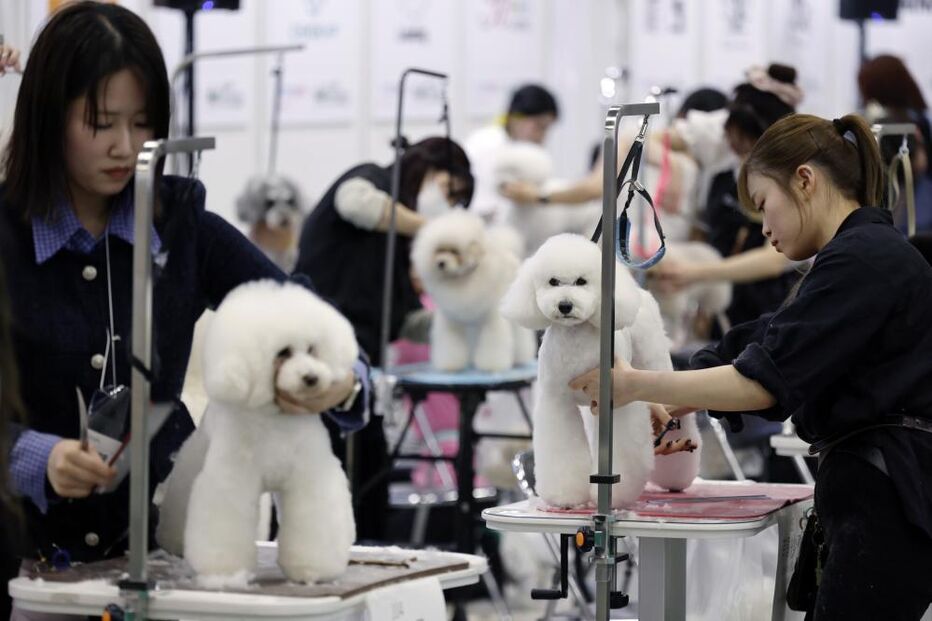 Tosquiador corta pelo a animal de estimação na feira de animais que ocorre no Japão 