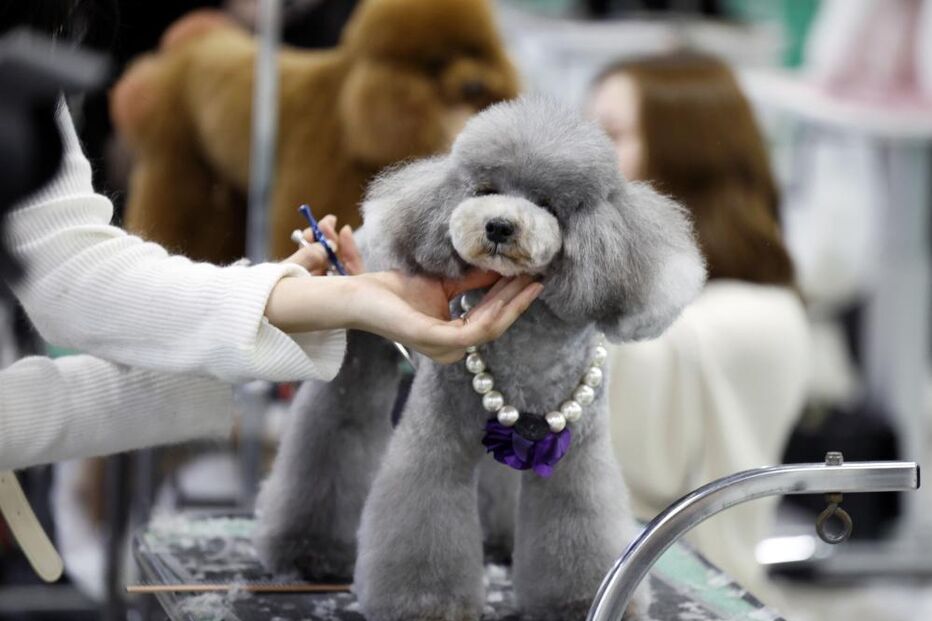 Tosquiador corta pelo a animal de estimação na feira de animais que ocorre no Japão 
