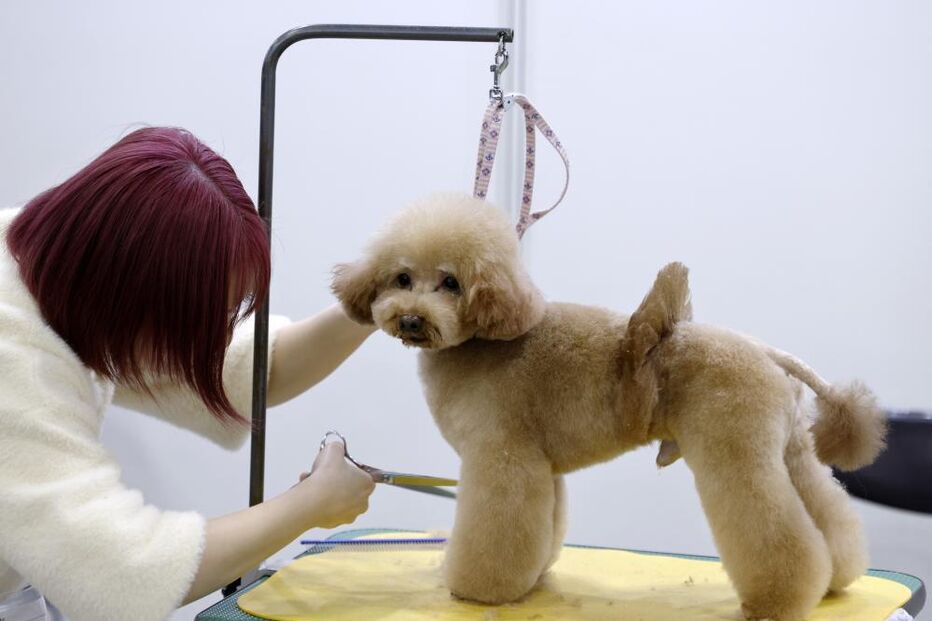 Tosquiador corta pelo a animal de estimação na feira de animais que ocorre no Japão 