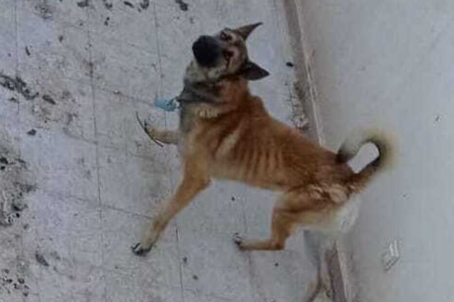 Cão castanho em piso sujo, com coleira azul, olha para cima