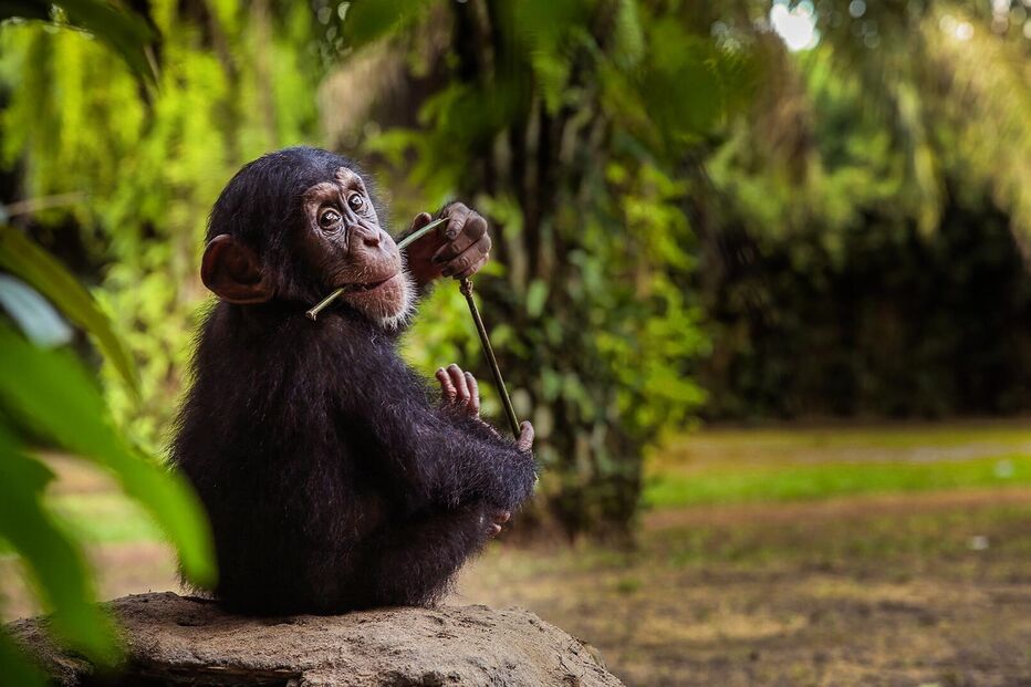 Guerra atinge chimpanzés no Uganda, com 24 primatas mortos