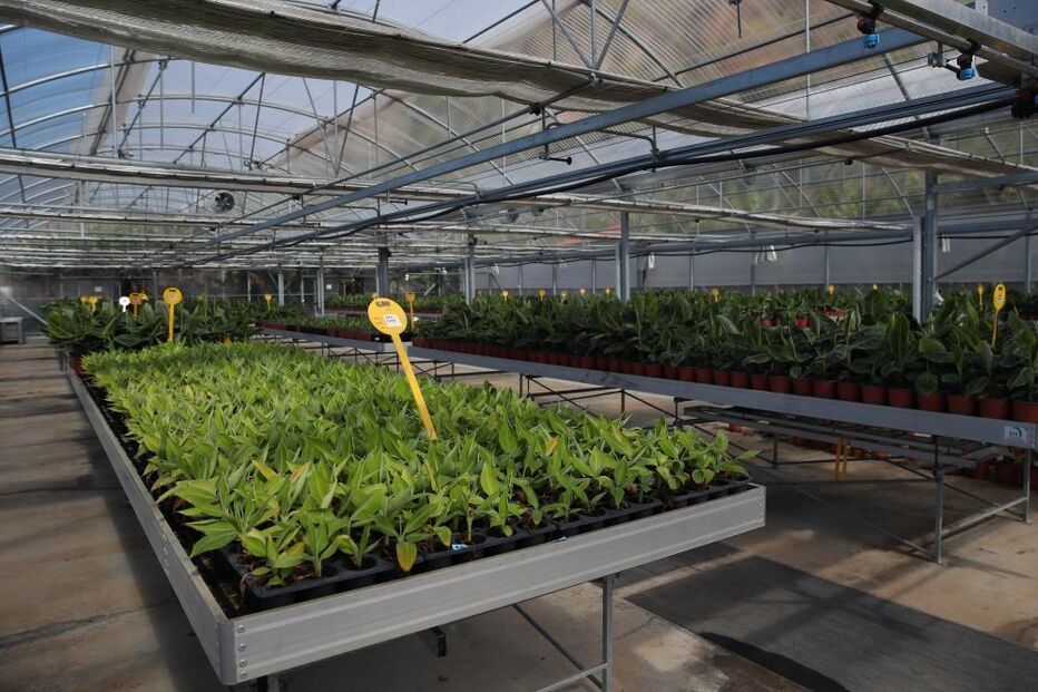 Centro Interpretativo da Banana na Madeira