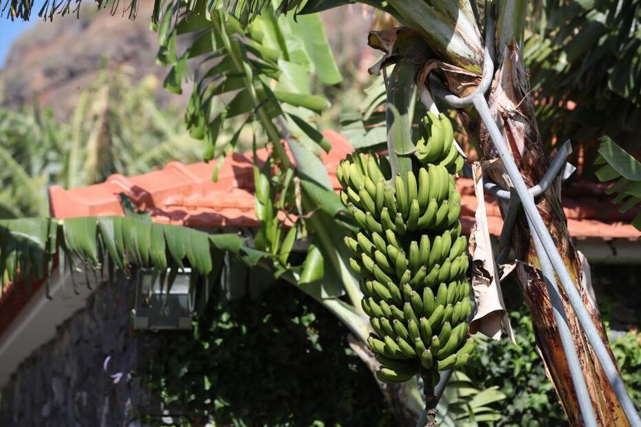 Centro Interpretativo da Banana na Madeira