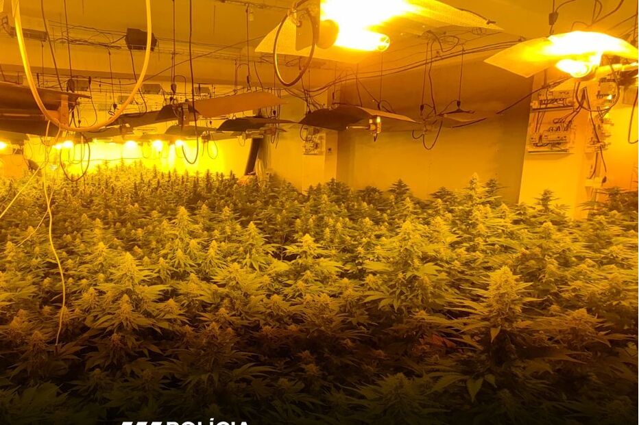 Plantação de canábis ilegal descoberta pela Polícia de Segurança Pública