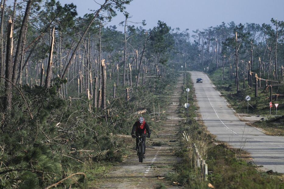 Mata Nacional de Leiria após tempestade, com destroços e ciclista