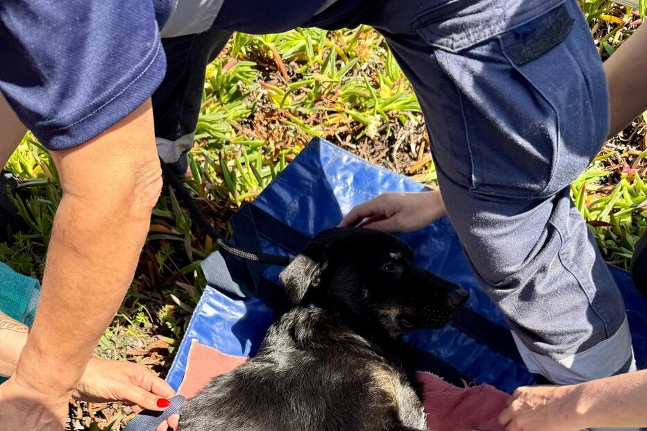 Bombeiros resgatam cão de poço com 25 metros de profundidade em Leça da Palmeira