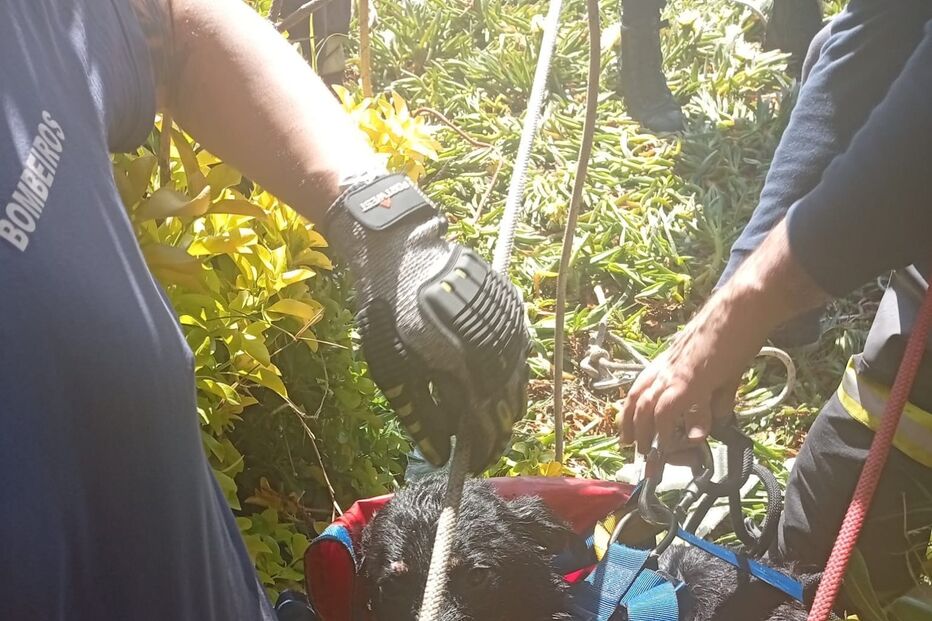 Bombeiros resgatam cão de poço com 25 metros de profundidade em Leça da Palmeira