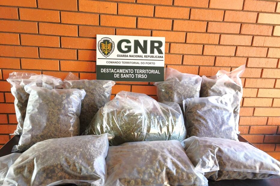 Folhas e sumidades de planta canábis apreendidas pela GNR 