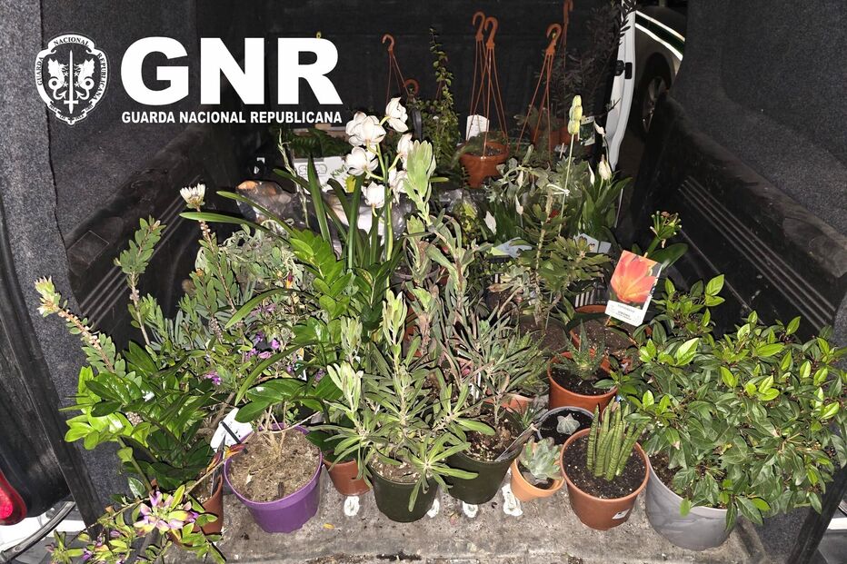70 plantas em vaso foram apreendidas pela GNR