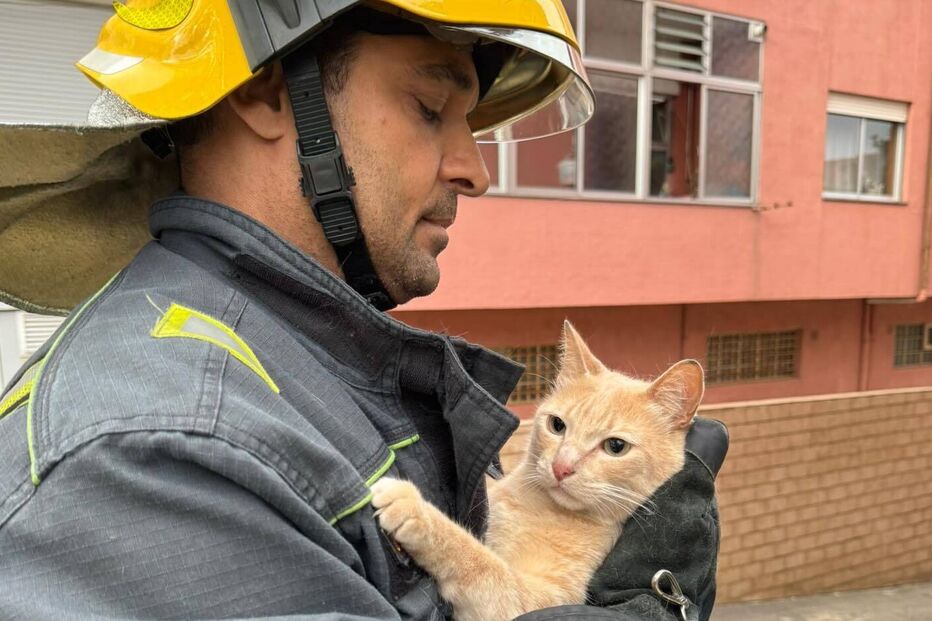 Bombeiro resgata gato em Gondomar, Portugal