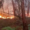 <![CDATA[ Ateia fogo florestal e fica preso em casa em Paredes  ]]>