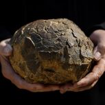 Ovos de dinossauros  com mais de 72 milhões de anos descobertos por  Alain Cabot,