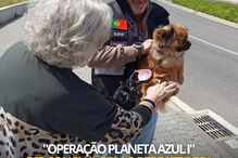 Operação Planeta Azul. PSP resgata 31 animais e deteta mais de 50 infrações ambientais