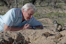 David Attenborough observa suricatas no seu habitat natural