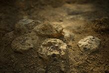 Ovos de dinossauros  com mais de 72 milhões de anos descobertos por  Alain Cabot,
