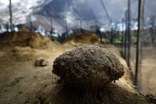 Ovos de dinossauros  com mais de 72 milhões de anos descobertos por  Alain Cabot,