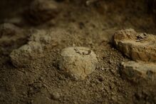 Ovos de dinossauros  com mais de 72 milhões de anos descobertos por  Alain Cabot,