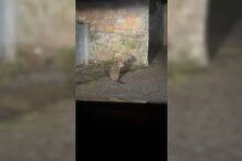 Canguru à solta em Viana do Castelo há uma semana