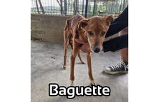 Baguette, cão adotado por Rita Salema, recupera após internamento por colite ulcerosa