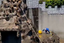 Homem mascarado invade jaula dos macacos em zoo no Japão. Acabou detido