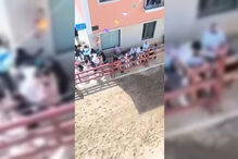 Touro solta-se e fere pelo menos três pessoas na Azambuja